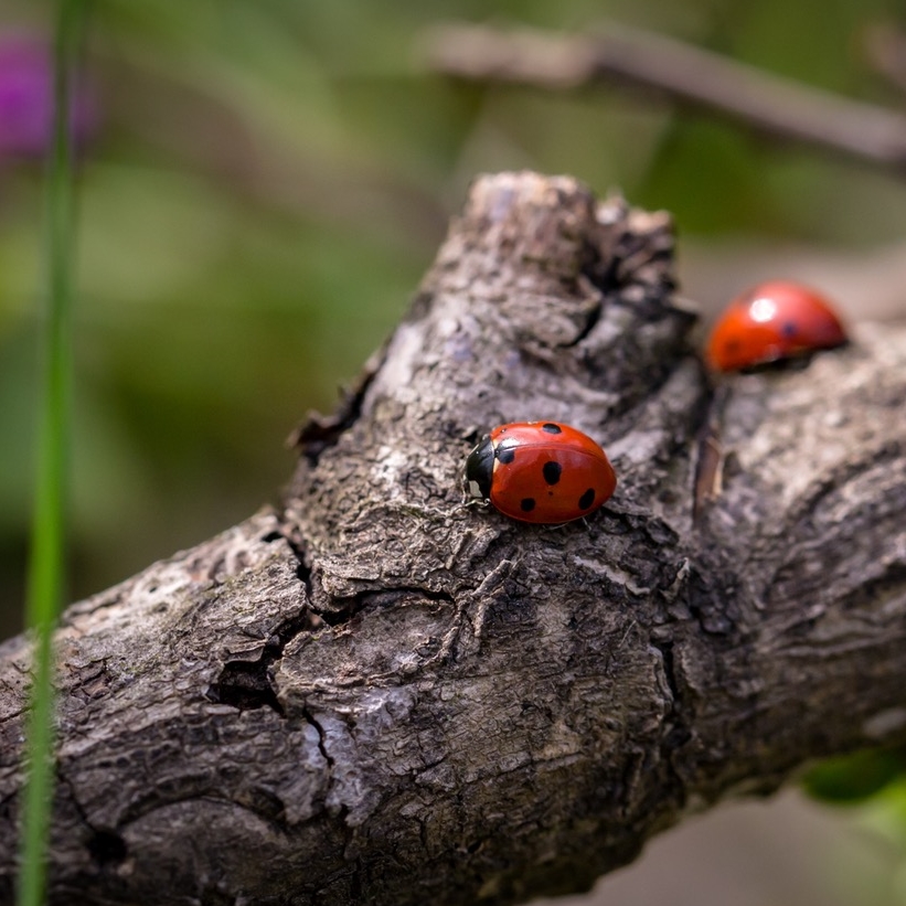 Ladybirds